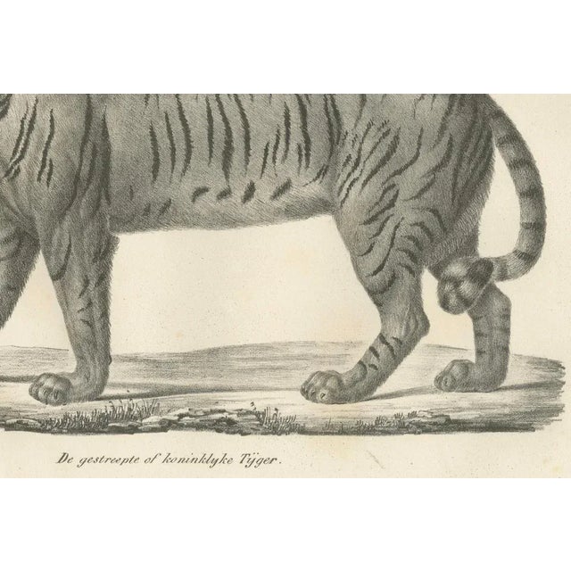 19th-century lithograph of the majestic striped or royal tiger this captivating 19th-century lithograph features the...