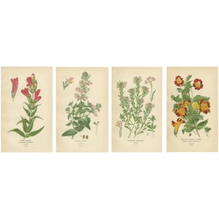 Beard-Tongue, Collinsia, Zaluzianskya and Monkey Flower, 1897, Paper, Set of 4 For Sale
