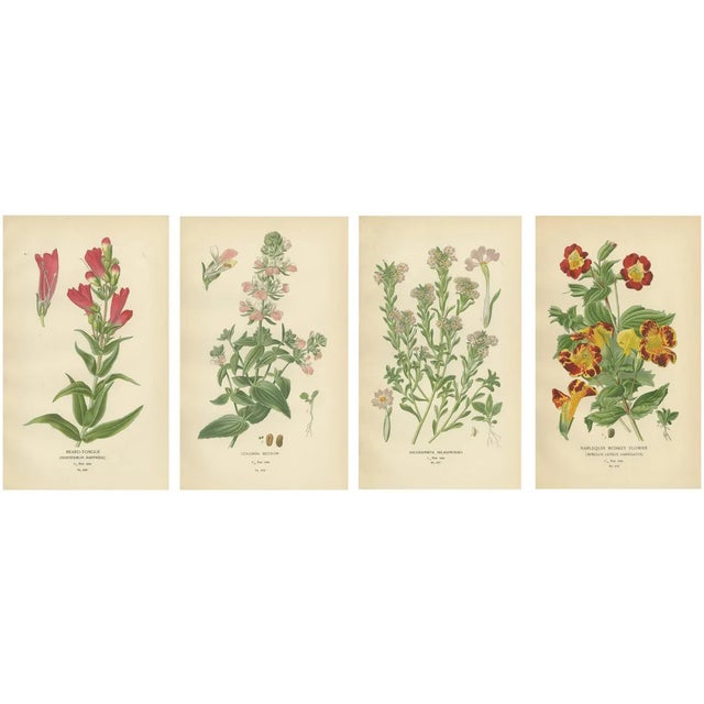 Beard-Tongue, Collinsia, Zaluzianskya and Monkey Flower, 1897, Paper, Set of 4 For Sale