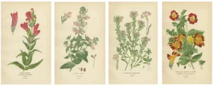 Beard-Tongue, Collinsia, Zaluzianskya and Monkey Flower, 1897, Paper, Set of 4