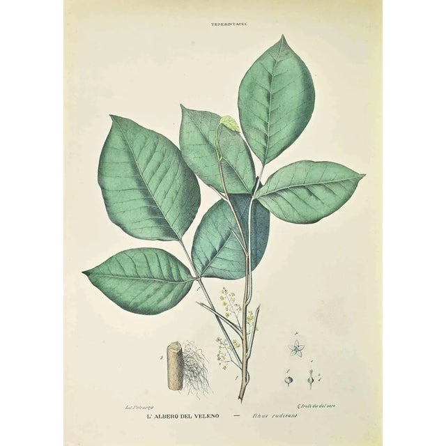 Vincenzo Tenore, The Poison Tree, Lithograph, 1870s For Sale