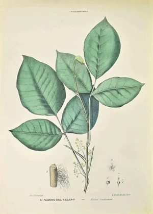 Vincenzo Tenore, The Poison Tree, Lithograph, 1870s
