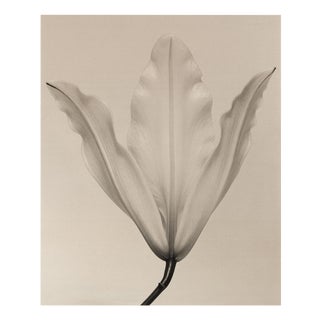 Lily no.3 - Floral Analogue Photography on Cotton Canvas, Limited Edition of 5 2024 For Sale