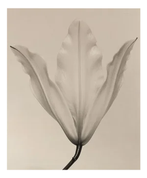 Lily no.3 - Floral Analogue Photography on Cotton Canvas, Limited Edition of 5 2024