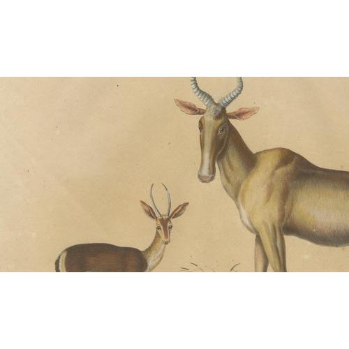 Black Karl Joseph Brodtmann, Antelope, 1816, Lithograph For Sale - Image 8 of 9