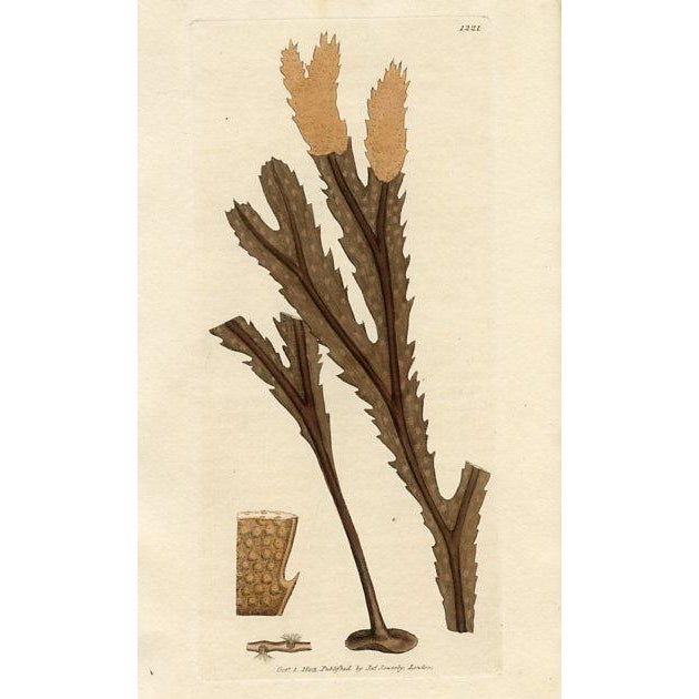 Antique Seaweed Prints by Sowerby, Set of 6, Early 1800s, Original Hand Colored Engravings, England For Sale - Image 6 of 7