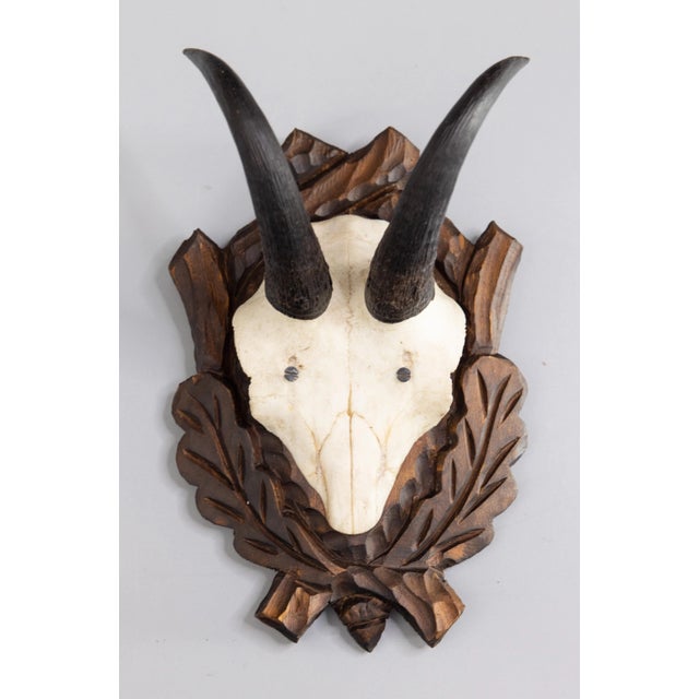 A fine antique chamois antler horns hunting trophy on a hand carved black forest plaque. The plaque is hand carved with...