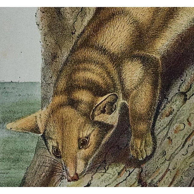 Audubon Ring-Tailed Bassaris: An Original Audubon Hand-Colored Lithograph, 1849-1854 For Sale - Image 4 of 4