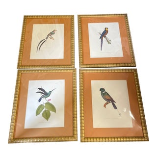 Set of Four Framed Vintage Bird Colored Engravings For Sale