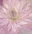 French Country Original Oil Painted "Striped Dahlia" by Michelle Farro For Sale - Image 3 of 6