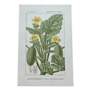 Antique French Botanical Lithograph - squirting cucumber For Sale