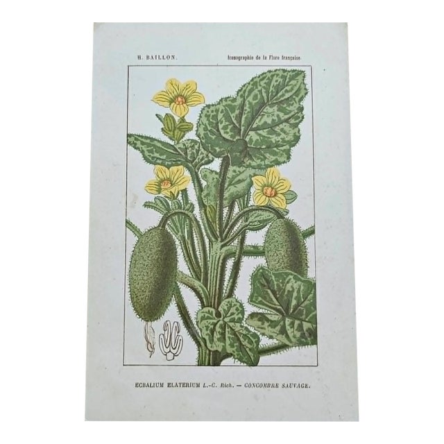 Antique French Botanical Lithograph - squirting cucumber For Sale
