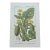 Antique French Botanical Lithograph - squirting cucumber For Sale