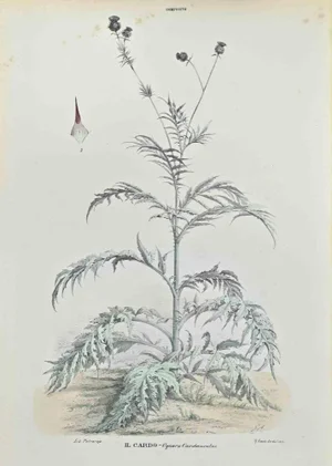 Vincenzo Tenore, The Thistle, Lithograph, 1870s