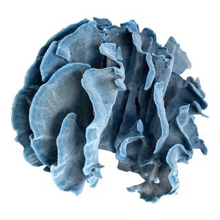 Exceptional Natural Blue Coral Specimen For Sale