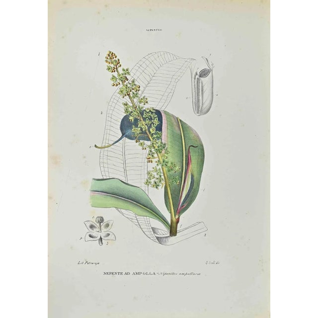 Vincenzo Tenore, Nepenthes in Ampolla, Lithograph, 1870s For Sale