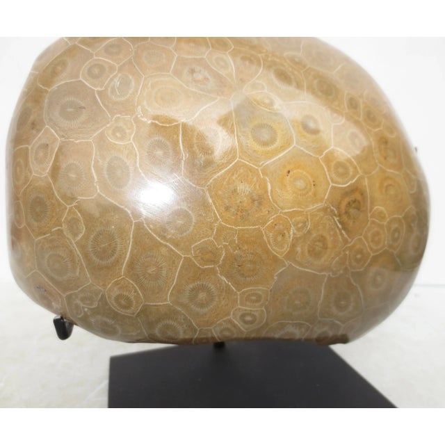 Petoskey Fossil Stone Museum Mount Specimen For Sale - Image 4 of 6