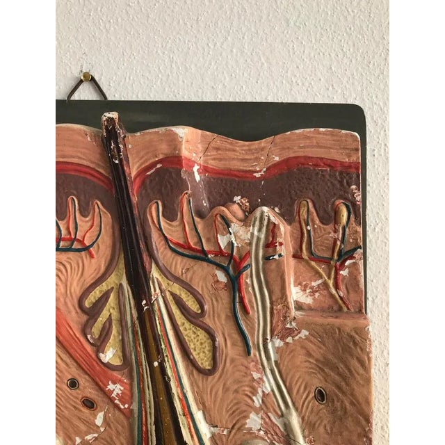 Italian Anatomical Panel, 1950s For Sale - Image 4 of 6