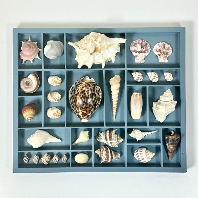 Vintage Home is pleased to present this Vintage Seashell Collection mounted in a French Blue Shadowbox. The collection has...