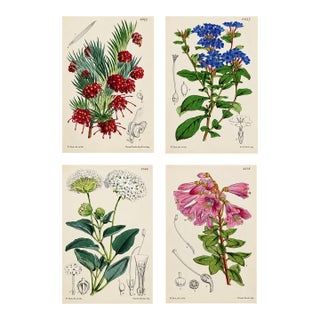 Antique Walter Hood Fitch Hand-Colored Lithograph, Curtis’s Botanical Magazine Attributed to Walter Hood Fitch - Four Prints For Sale