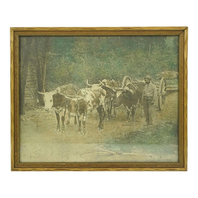 Vintage Rural Farmer With Oxen Wagon Photograph For Sale