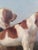 Blue Antique 19th Century Oil Painting Portrait of Two English Pointer Dogs For Sale - Image 8 of 17