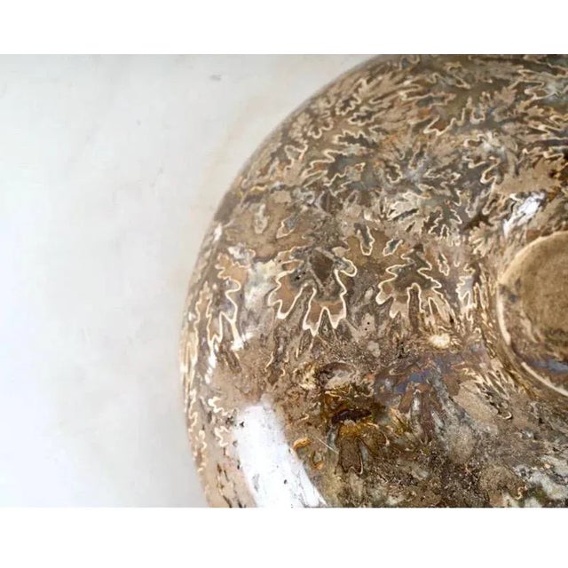 Minimalism Large Ammonite Fossil Specimen For Sale - Image 3 of 8