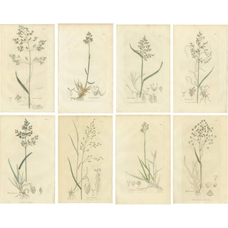 After James Sowerby, Botanical Illustrations of Poa & Meadow Grasses, 1830s, Engravings, Set of 8 For Sale