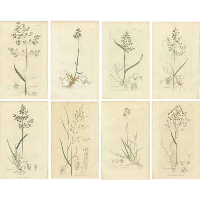 After James Sowerby, Botanical Illustrations of Poa & Meadow Grasses, 1830s, Engravings, Set of 8 For Sale