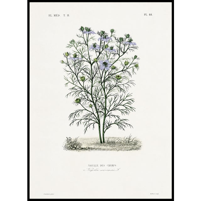 1870 G. Dupuis Lithographs From the Vegetable Kingdom Unframed — Understated Antique Natural History Illustrations Set of 3 For Sale - Image 4 of 4