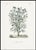 1870 G. Dupuis Lithographs From the Vegetable Kingdom Unframed — Understated Antique Natural History Illustrations Set of 3 For Sale - Image 4 of 4