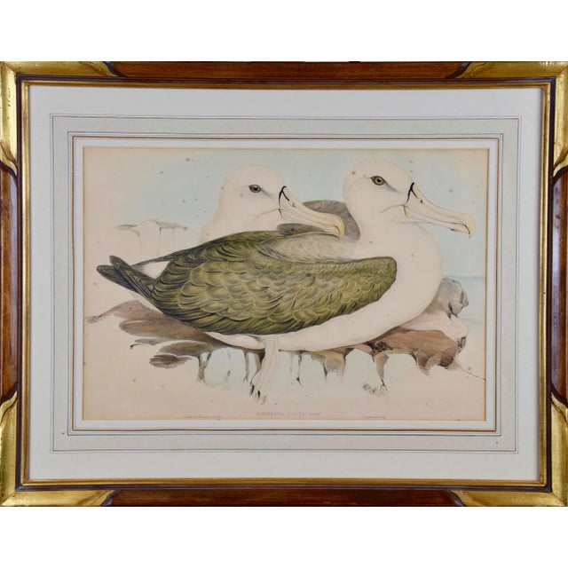 Three Gould Hand-Colored Lithographs From Birds of Australia and New Zealand, 1840-1848 For Sale - Image 10 of 12