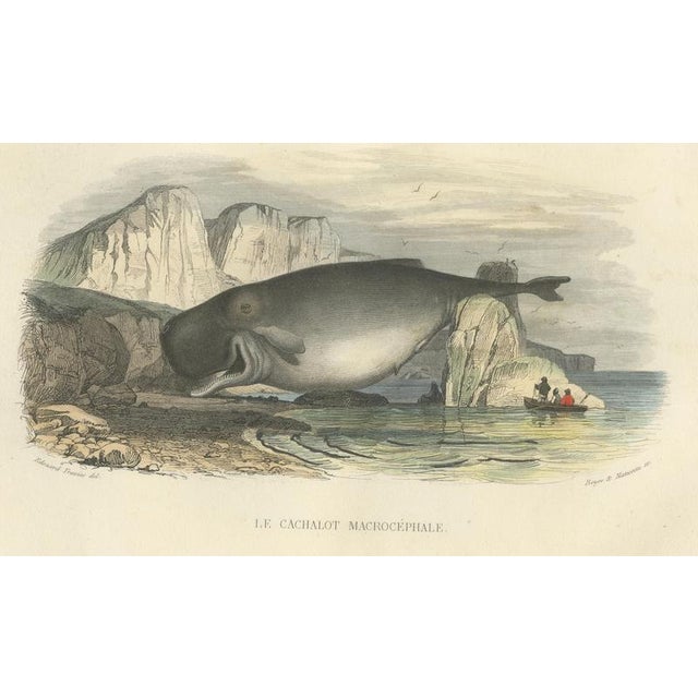 After Édouard Traviès, The Sperm Whale, 1840, Hand-Colored Engraving For Sale - Image 4 of 9