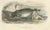 After Édouard Traviès, The Sperm Whale, 1840, Hand-Colored Engraving For Sale - Image 4 of 9