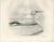 After Lilian Medland, Gannet, 1909, Print For Sale - Image 3 of 12
