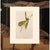 1966 Vintage American Classical Print "Swainson's Warbler & White Oak" After John James Audubon For Sale - Image 9 of 10