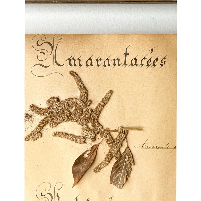 Art Nouveau Antique French Framed Herbarium Amaranth Specimen and Blackletter Calligraphy For Sale - Image 3 of 4