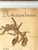 Art Nouveau Antique French Framed Herbarium Amaranth Specimen and Blackletter Calligraphy For Sale - Image 3 of 4