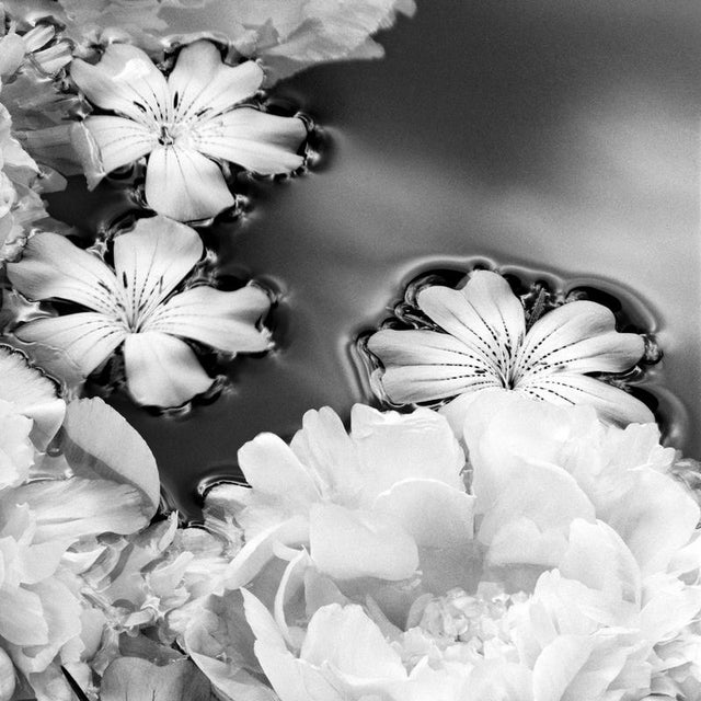 Summer Solstice' 2024 Photographed using large format 4x5 film camera, that captures incredible detail and the light...