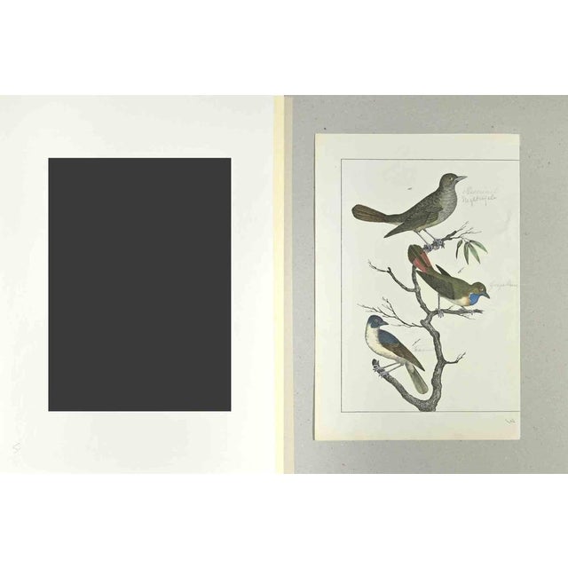 Nightingale is a Etching hand colored realized by Gotthilf Heinrich von Schubert - Johann Friedrich Naumann, Illustration...