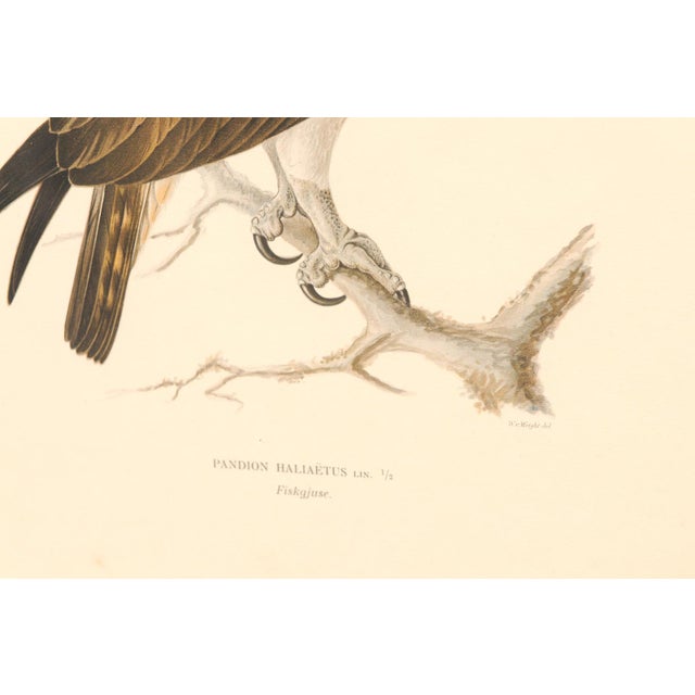 Cream Early 20th Century Swedish Framed Osprey Lithographs, C. 1920 - Set of 2 For Sale - Image 8 of 12