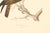 Cream Early 20th Century Swedish Framed Osprey Lithographs, C. 1920 - Set of 2 For Sale - Image 8 of 12