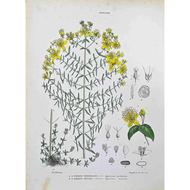 Lithograph hand watercolored. Plate from "Atlante di Botanica popolare ossia Illustrazione di Piante Notevoli di ogni...