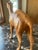 Leather Camel For Sale - Image 6 of 6