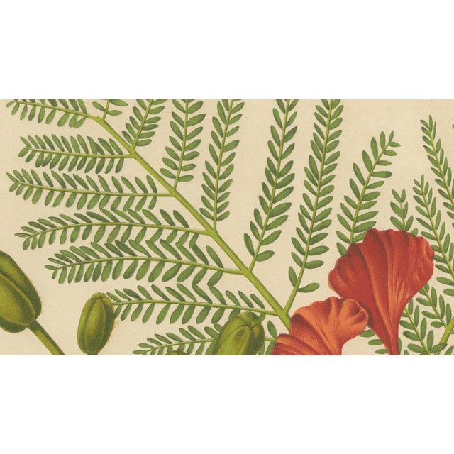 Hoola van Nooten, Royal Poinciana Botanical, 1880, Chromolithograph For Sale - Image 5 of 10