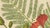 Hoola van Nooten, Royal Poinciana Botanical, 1880, Chromolithograph For Sale - Image 5 of 10