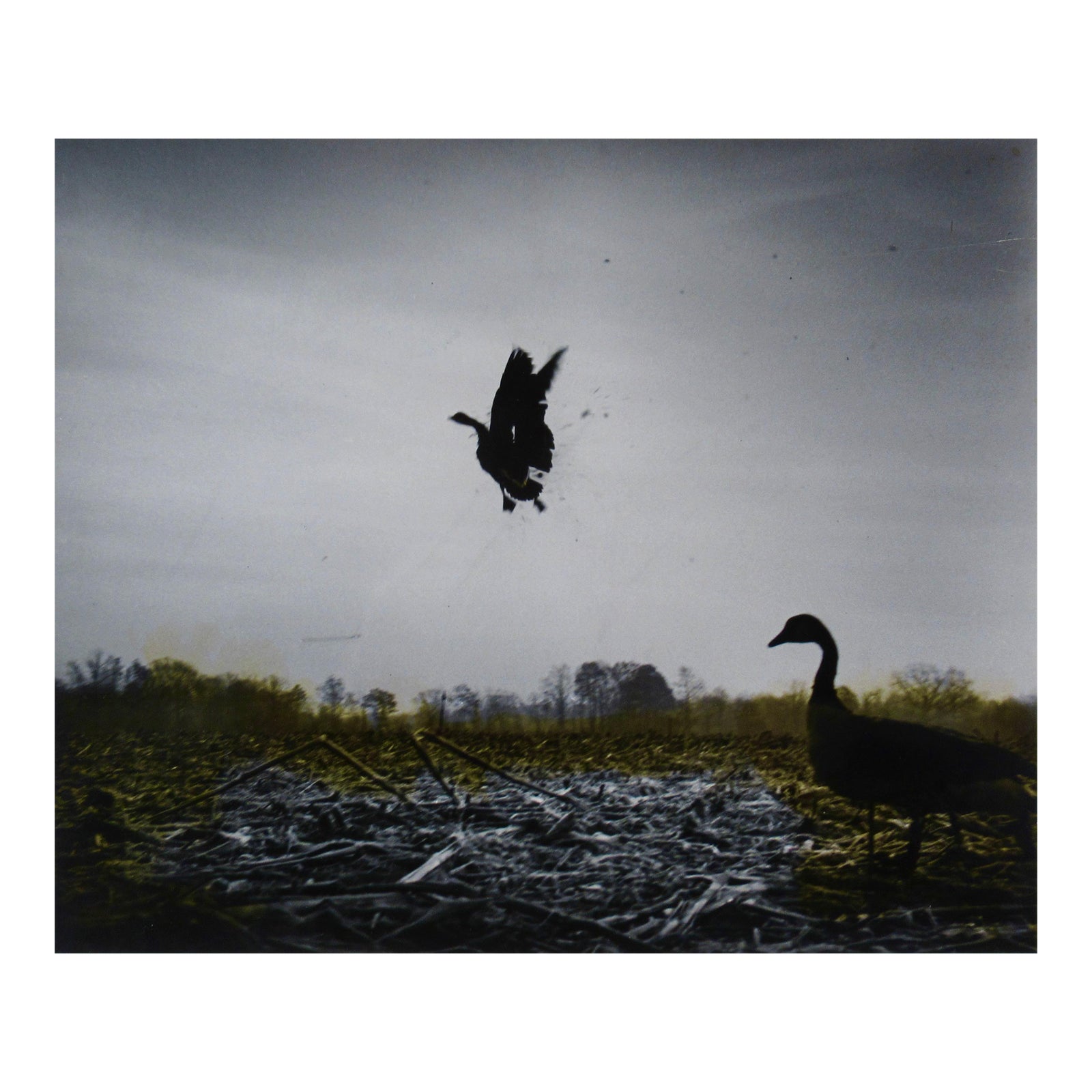 Richard Stacks Dead Goose C. 1960 Photography | Chairish