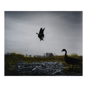 Richard Stacks Dead Goose C. 1960 Photography