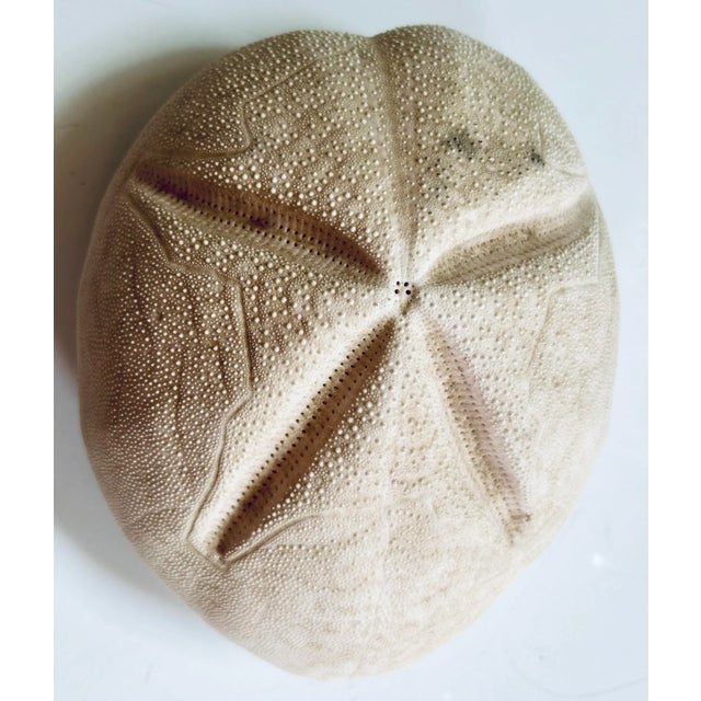 Nautical Large Puffed Sand Dollar For Sale - Image 3 of 3