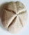 Nautical Large Puffed Sand Dollar For Sale - Image 3 of 3